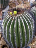 Uebelmania pectinifera